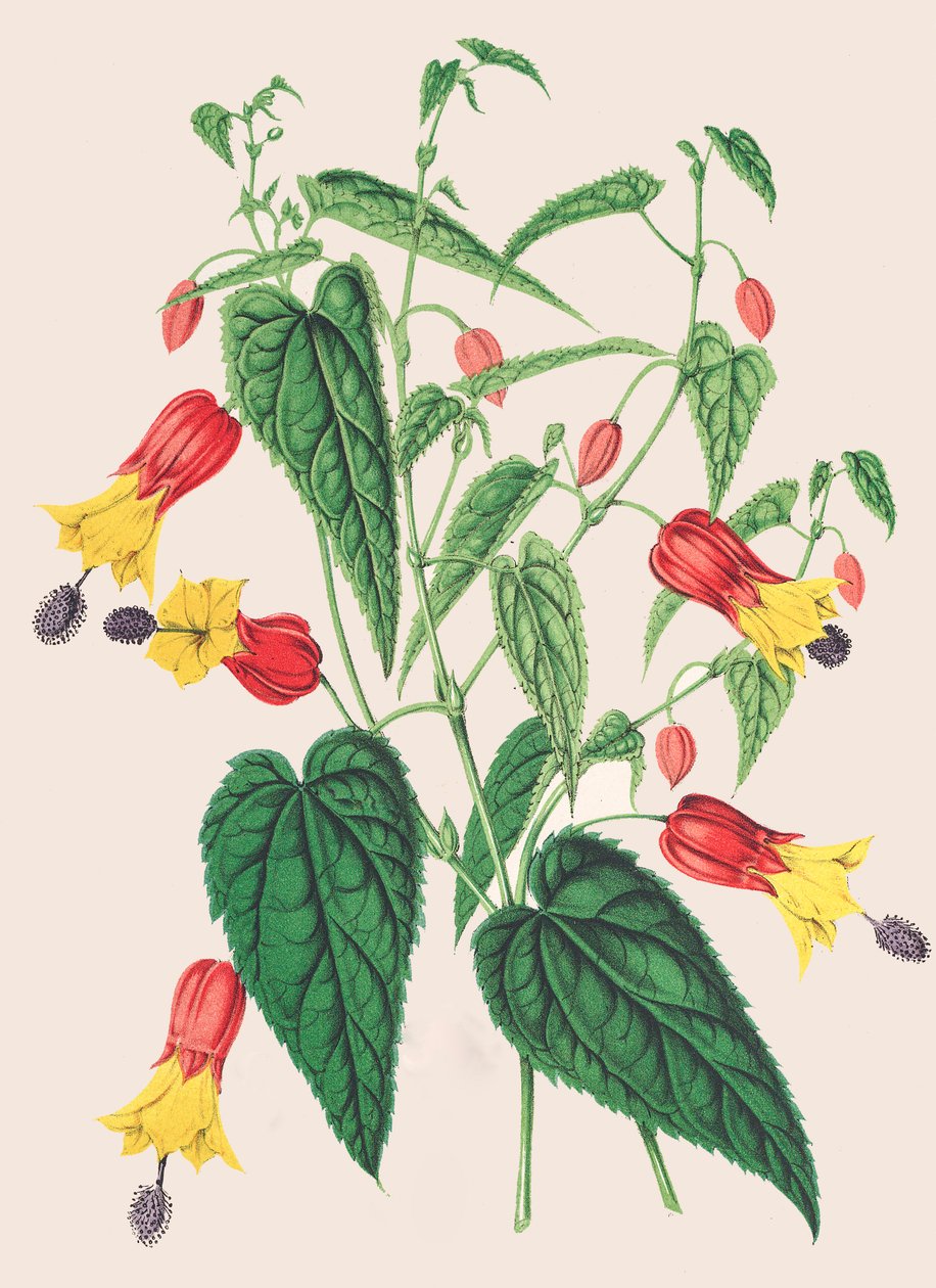 Botanisk illustration/Abutilon megapotamicum/Abutilon av Unbekannter Künstler