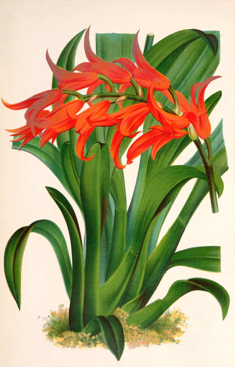 Botanisk illustration/Ada aurantiaca av Unbekannt