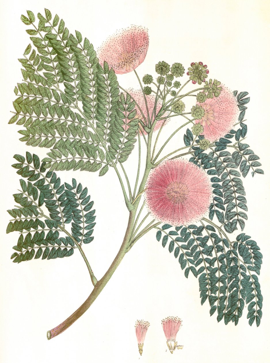 Botanisk illustration/Albizia julibrissin/Silke tree/Mimosa de Constantinople av Unbekannter Künstler
