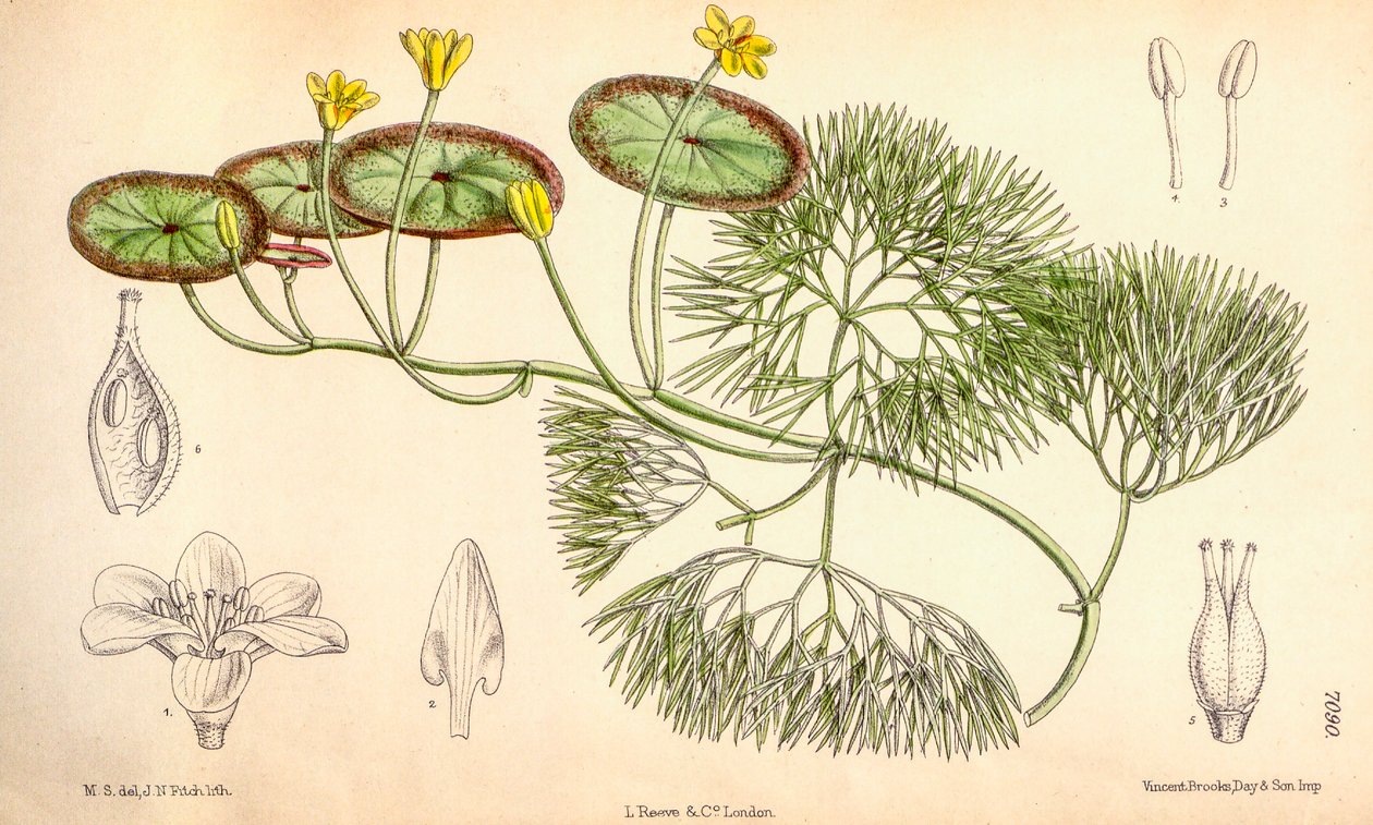 Botanisk illustration/Cabomba aquatica av Unbekannt