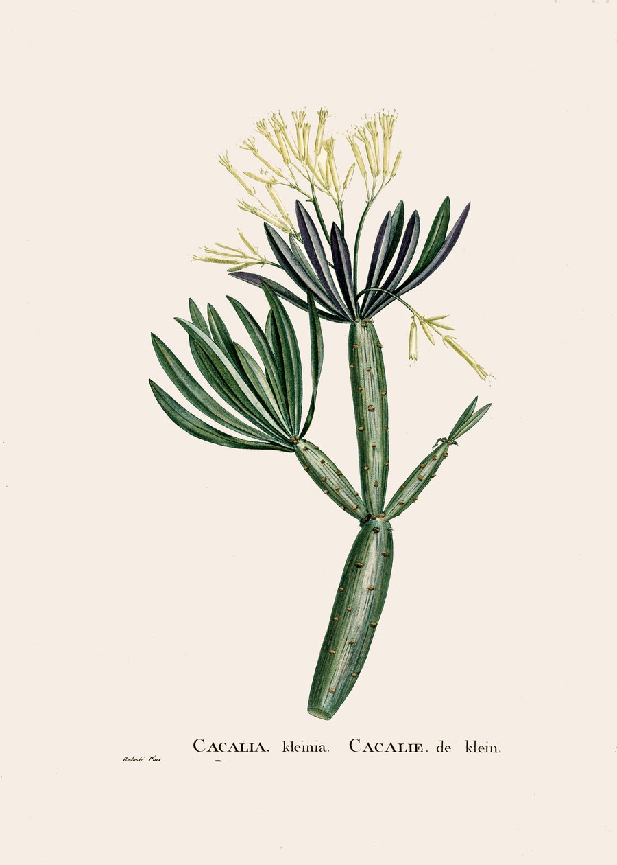 Botanisk illustration/Redoubt/Senecio kleinia/Senecon av William M. Timlin