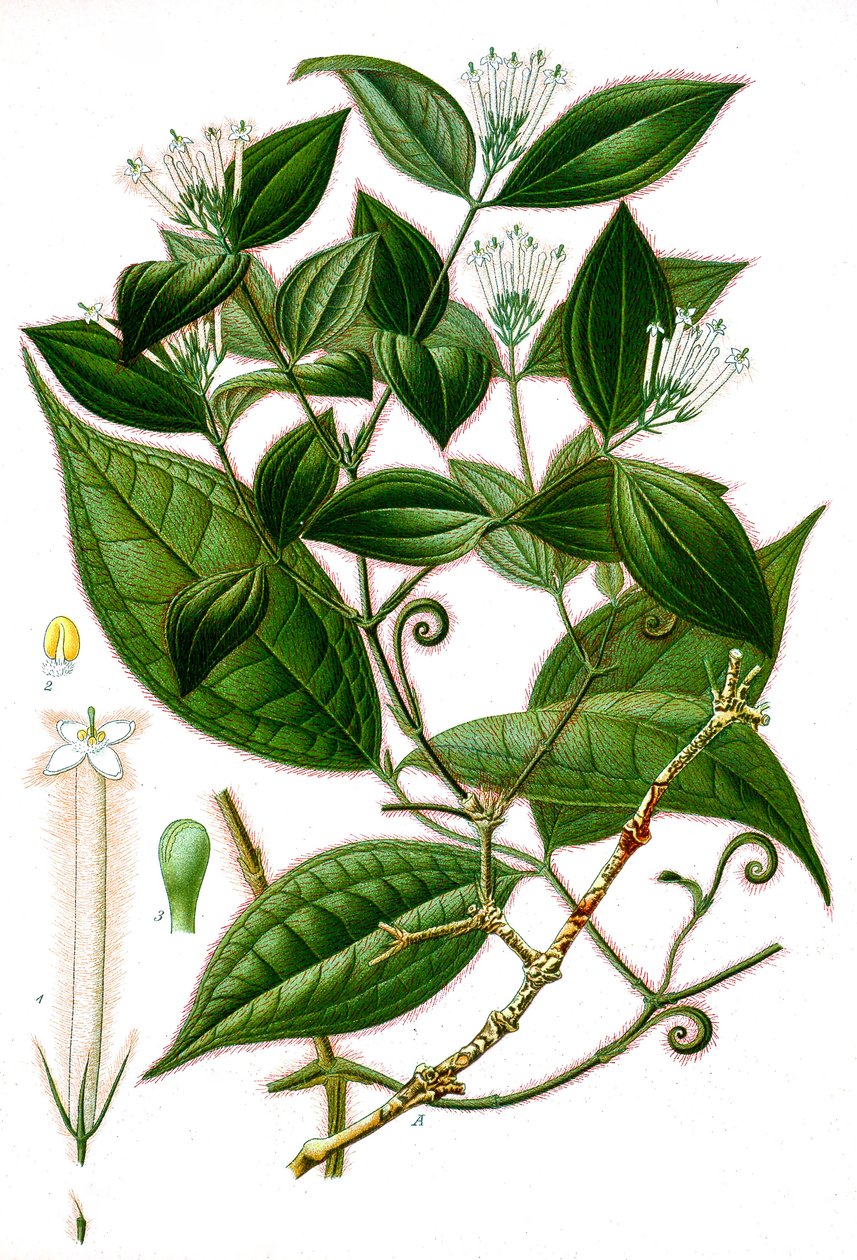 Botanisk illustration/Strychnos toxifera/Curare av Unbekannt