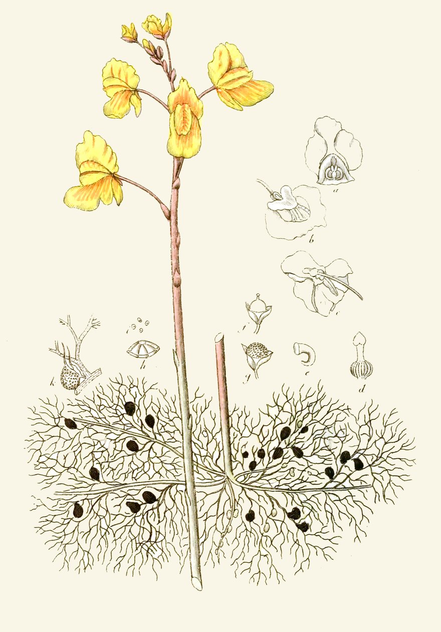 Botanisk illustration / Utricularia vulgaris / Vanlig utricular av Unbekannt