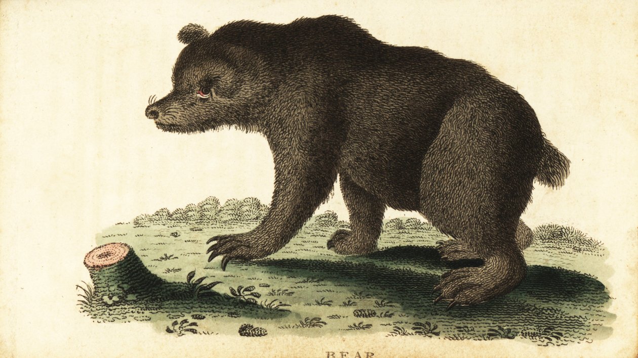Brunbjörn, Ursus arctos., 1800 (gravyr) av Unbekannter Künstler