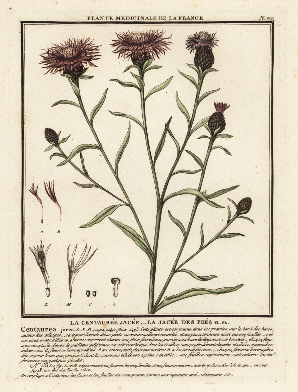 Brun knaggräs, Centaurea jacea. av Unbekannter Künstler
