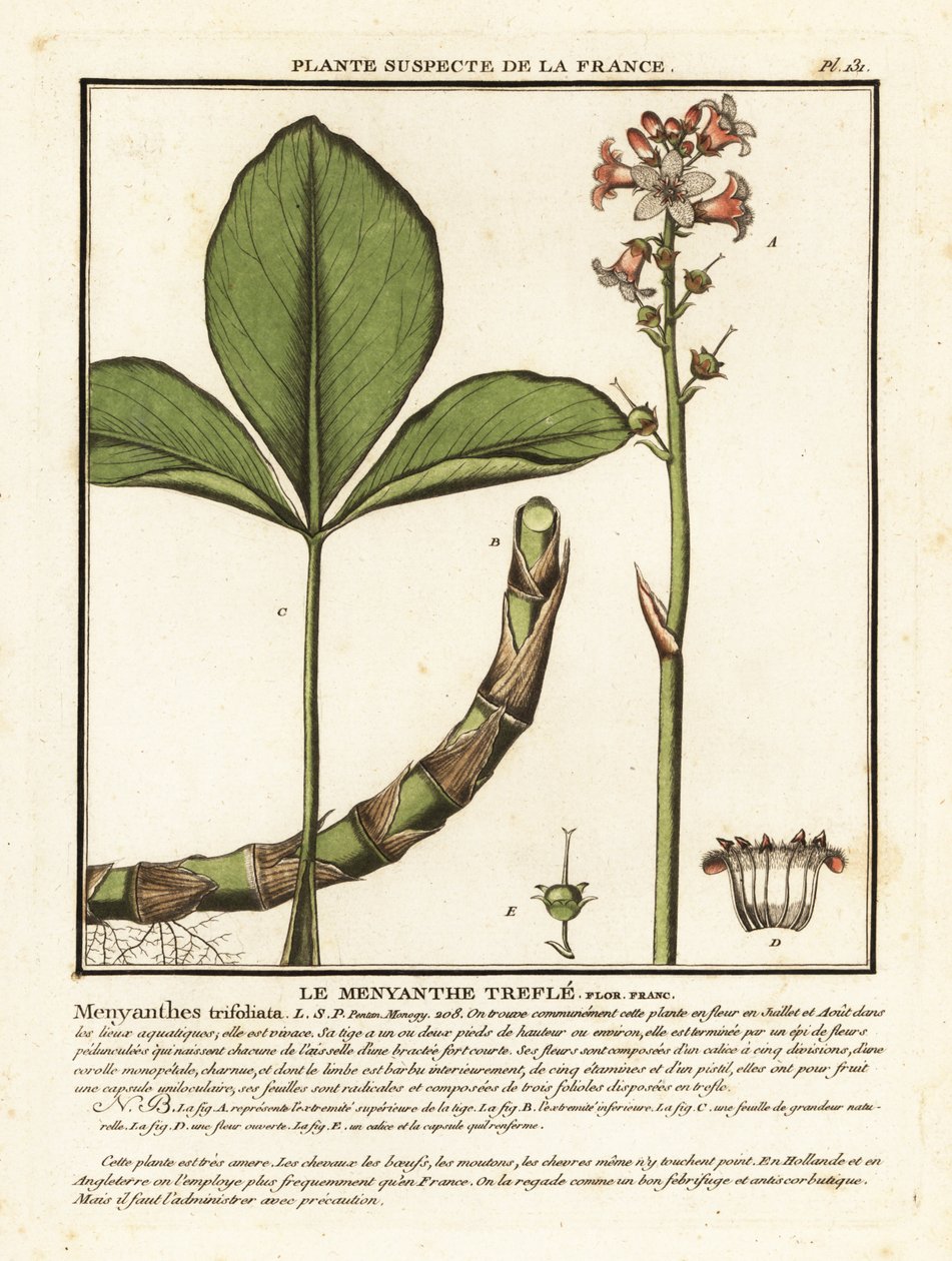 Bockböna, Menyanthes trifoliata. av Unbekannter Künstler