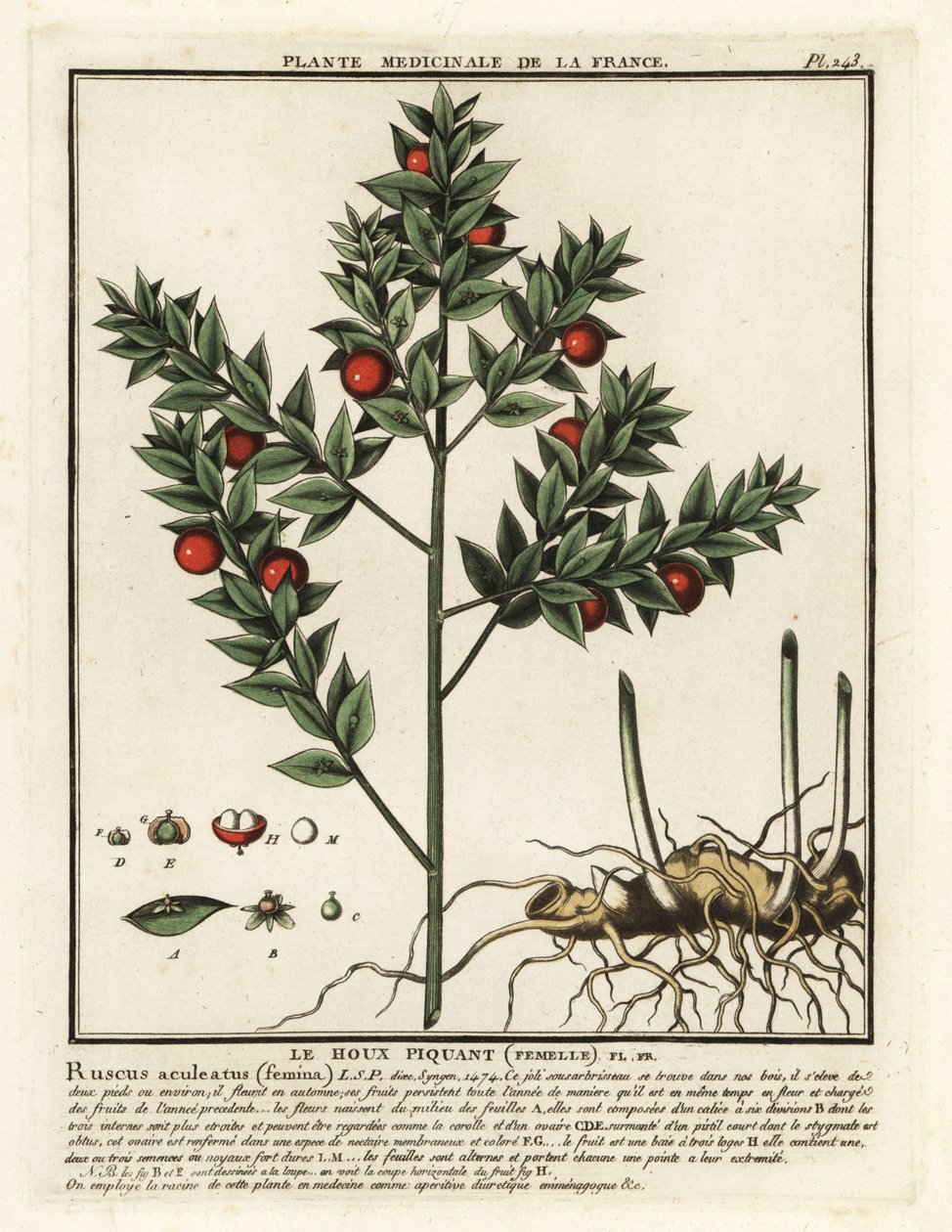 Slaktarkvast, Ruscus aculeatus. av Unbekannter Künstler