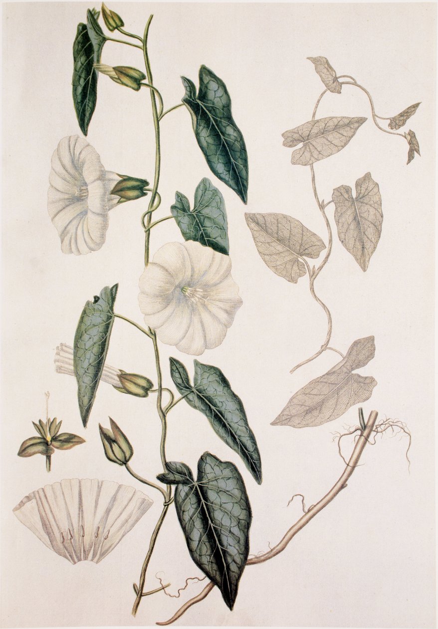 Calystegia sepium/Convolvulus sepium/Häcksäng av Unbekannt