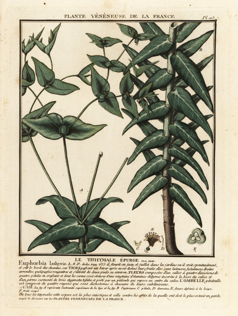 Kapris spurge, Euphorbia lathyris. av Unbekannter Künstler