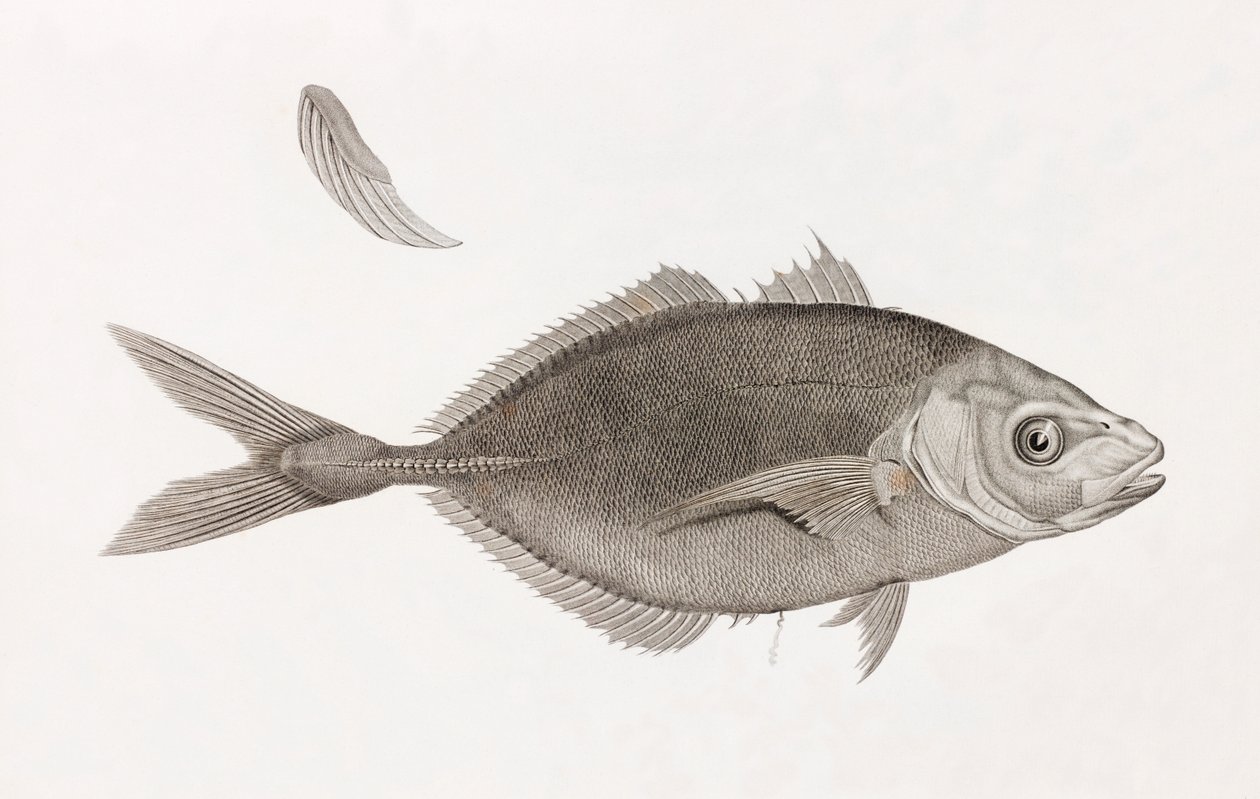 Caranx Lune, närbild av Unbekannt