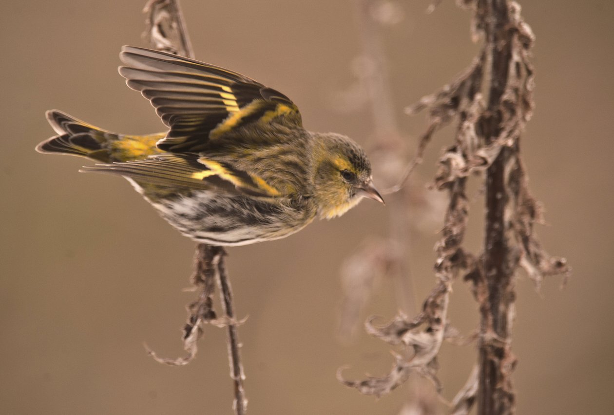 Carduelis spinus/Alder Tarin/Eurasian Siskin av William M. Timlin