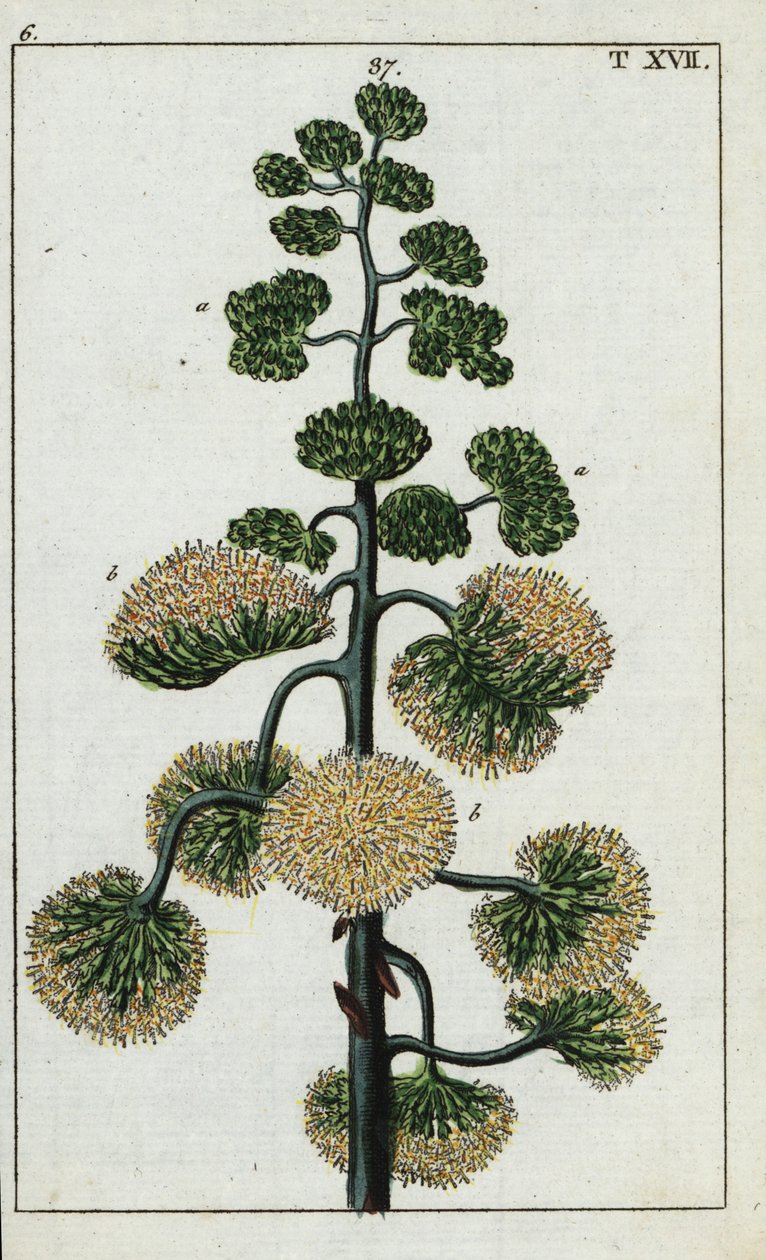 Århundradesväxt, Agave americana. av Unbekannter Künstler