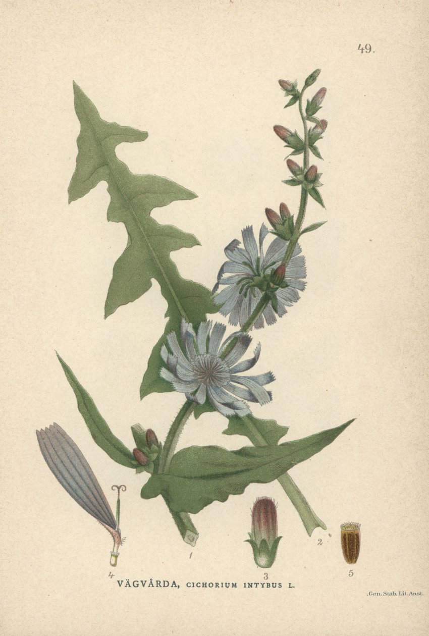 Cikoria, Cichorium intybus av Unbekannter Künstler
