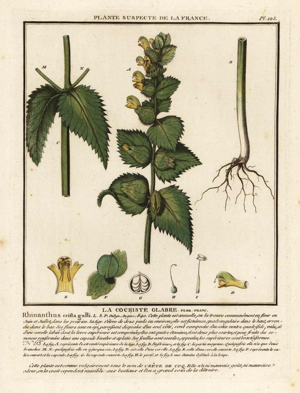 Tuppkam, Rhinanthus crista-galli. av Unbekannter Künstler
