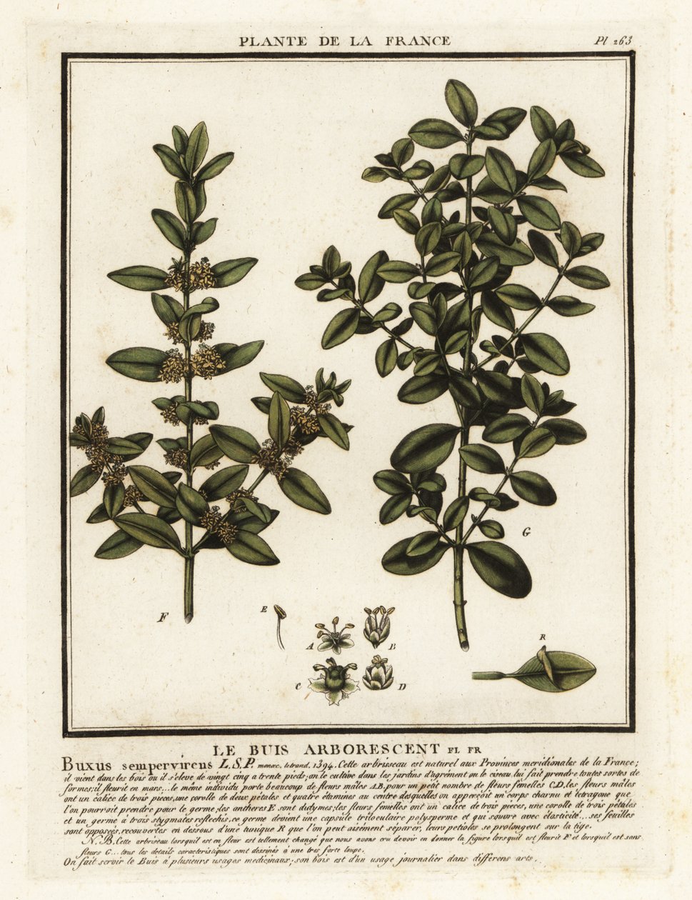 Gemensam låda, Buxus sempervirens. av Unbekannter Künstler