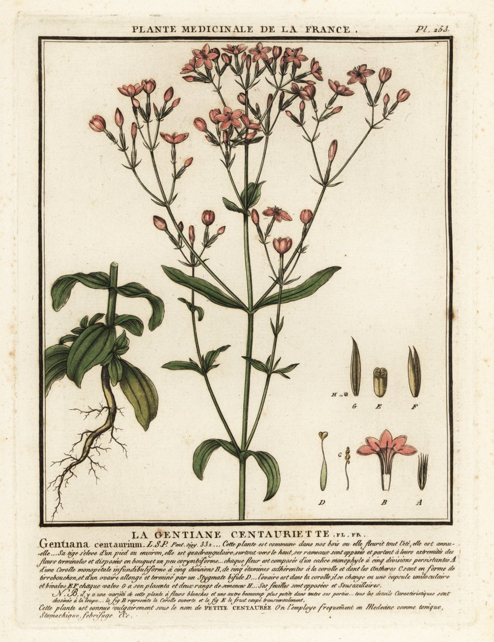 Vanligt århundrade. Centaurium erythraea. av Unbekannter Künstler