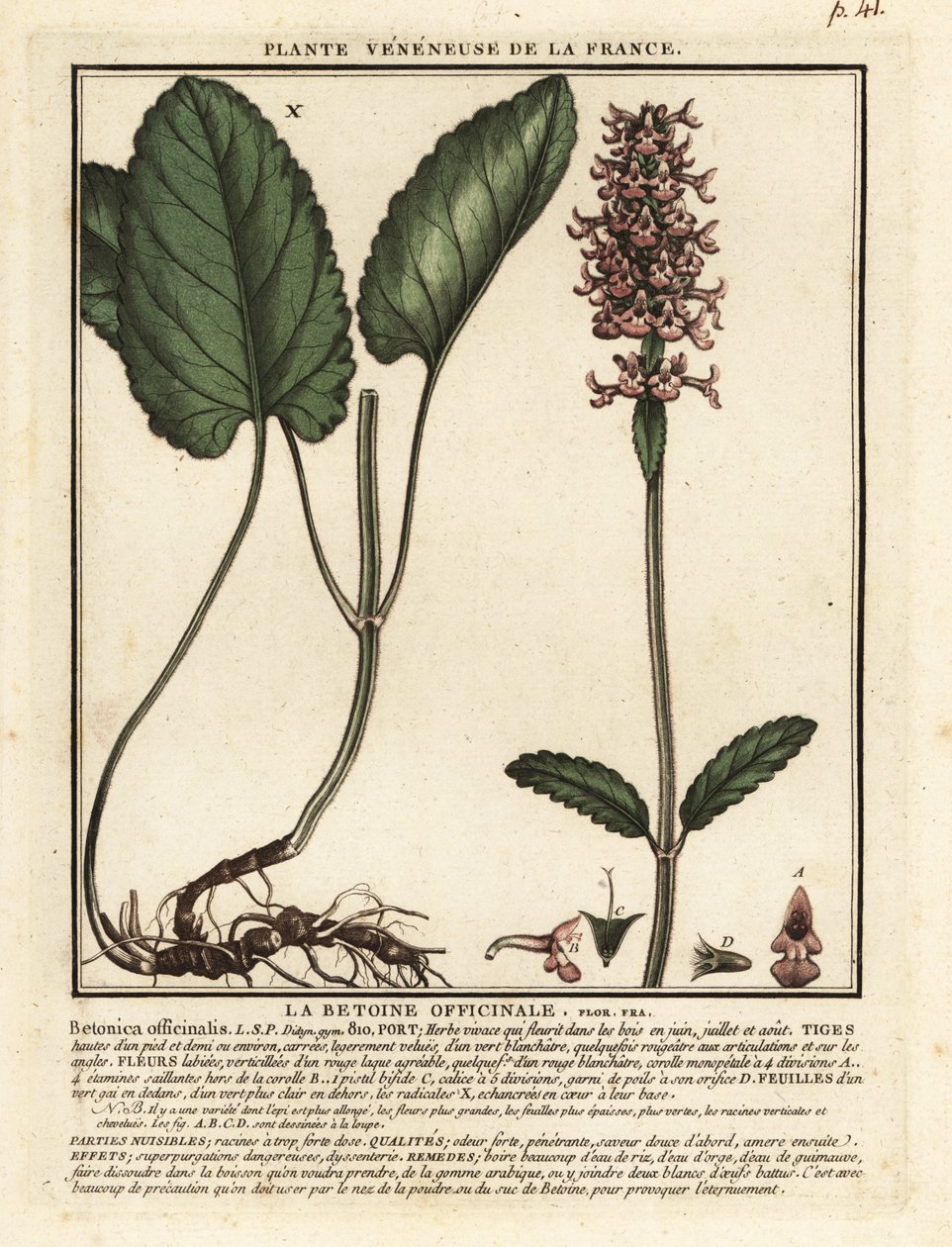 Vanlig häck, Stachys officinalis. av Unbekannter Künstler