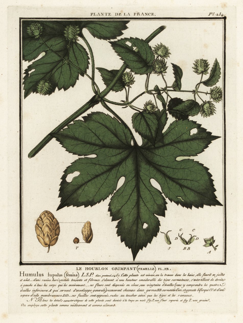 Vanlig humle, Humulus lupulus. av Unbekannter Künstler