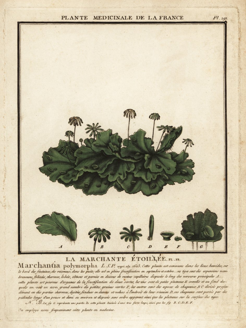 Vanlig levermos, Marchantia polymorpha. av Unbekannter Künstler