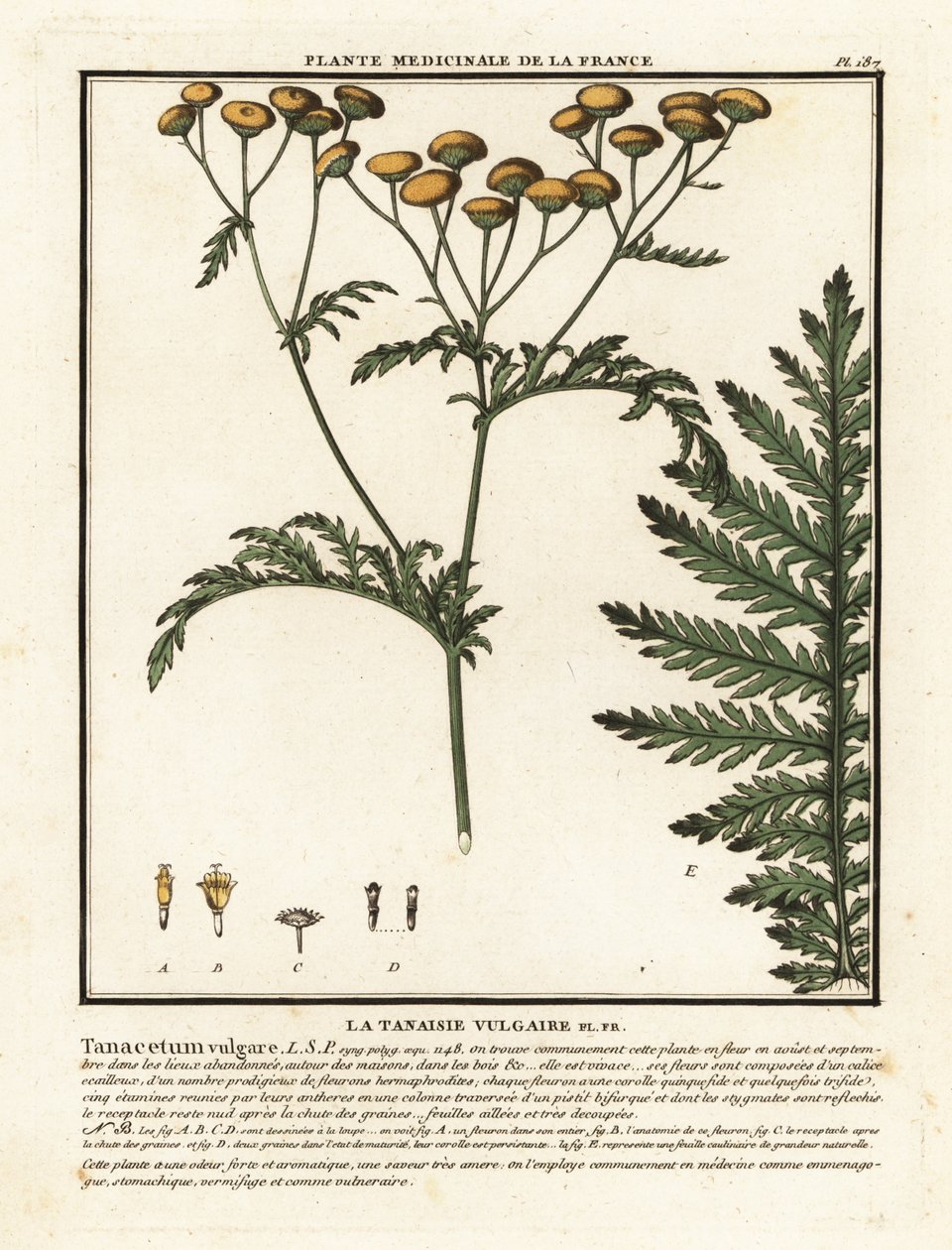 Vanlig renfana, Tanacetum vulgare. av Unbekannter Künstler