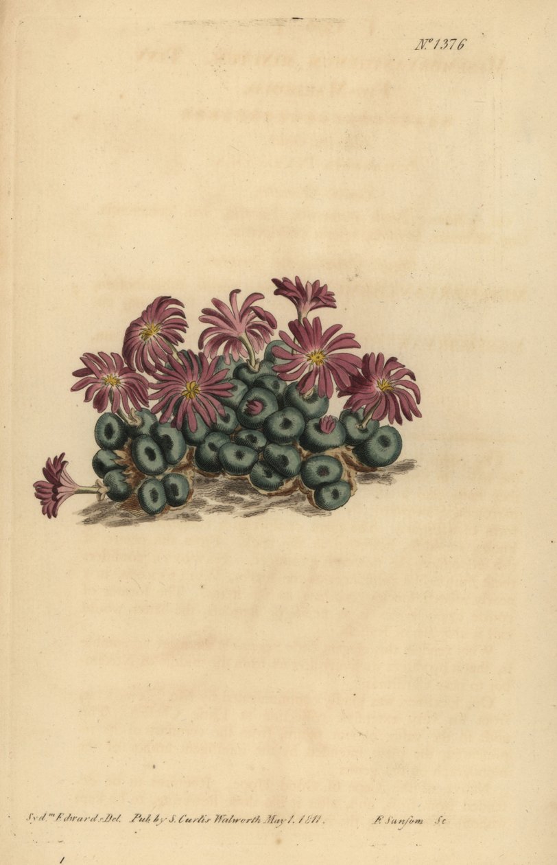 Conophytum-kvalster (liten fikonblomma, Mesembryanthemum minutum) av Unbekannt
