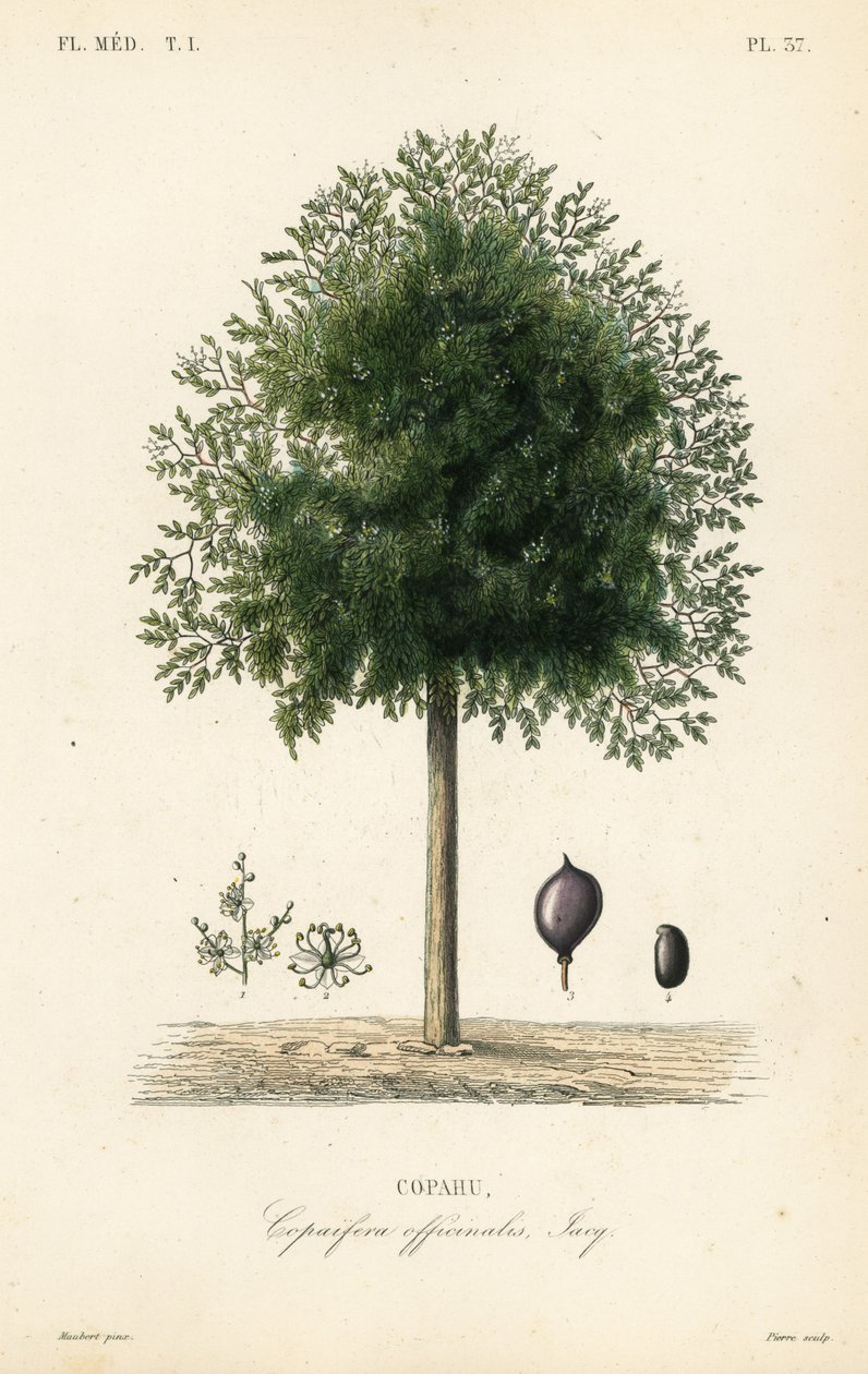 Copaiba-träd, Copaifera officinalis, Copahu av Unbekannt
