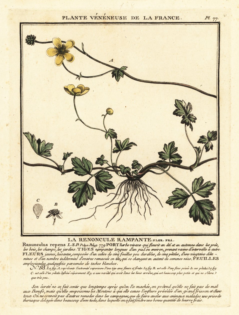 Krypande smörblomma, Ranunculus repens. av Unbekannter Künstler