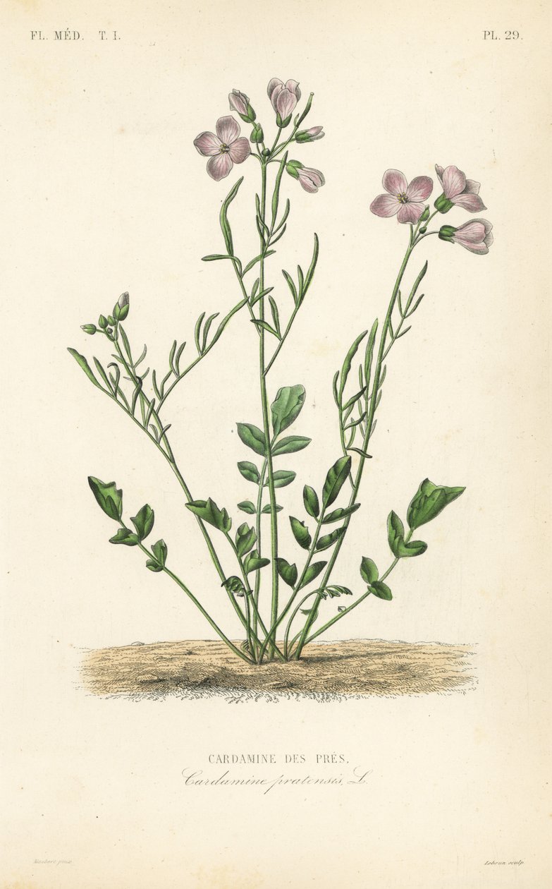 Gök, Cardamine pratensis, Cardamine des pres av Unbekannt