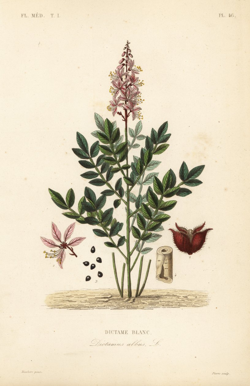 Dittany, Dictamnus vit, Dictame av Unbekannt
