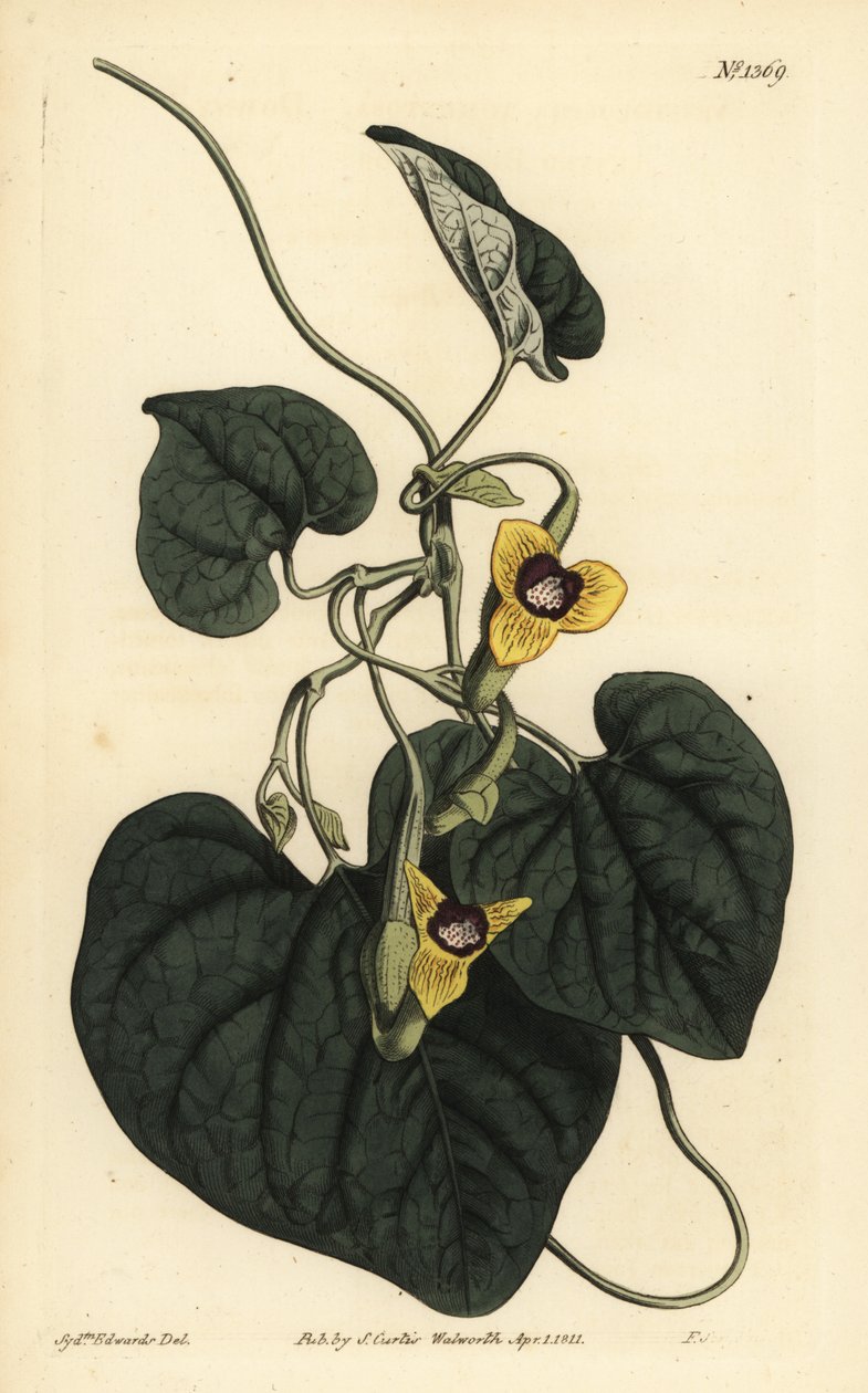 Dunbladig födelseört, Aristolochia tomentosa av Unbekannt