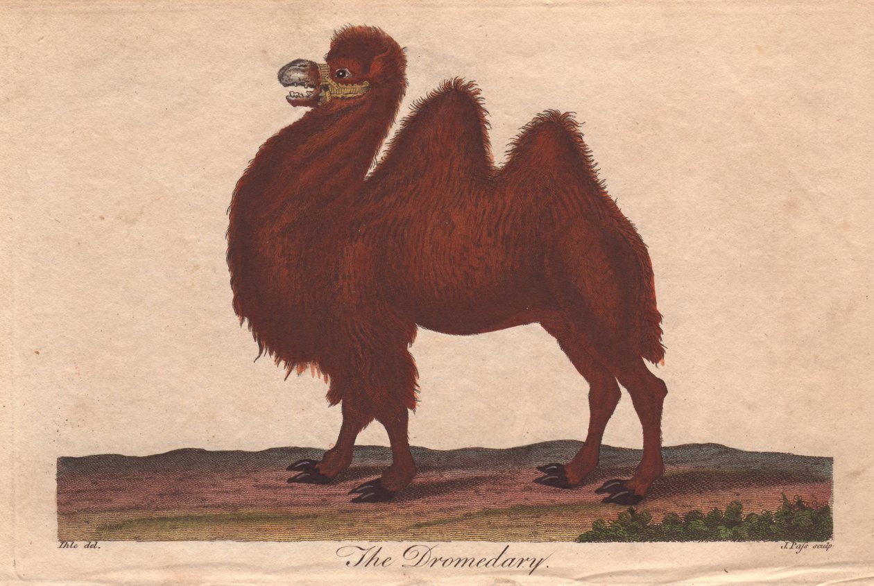 Dromedarkamel Camelus dromedarius av Unbekannter Künstler