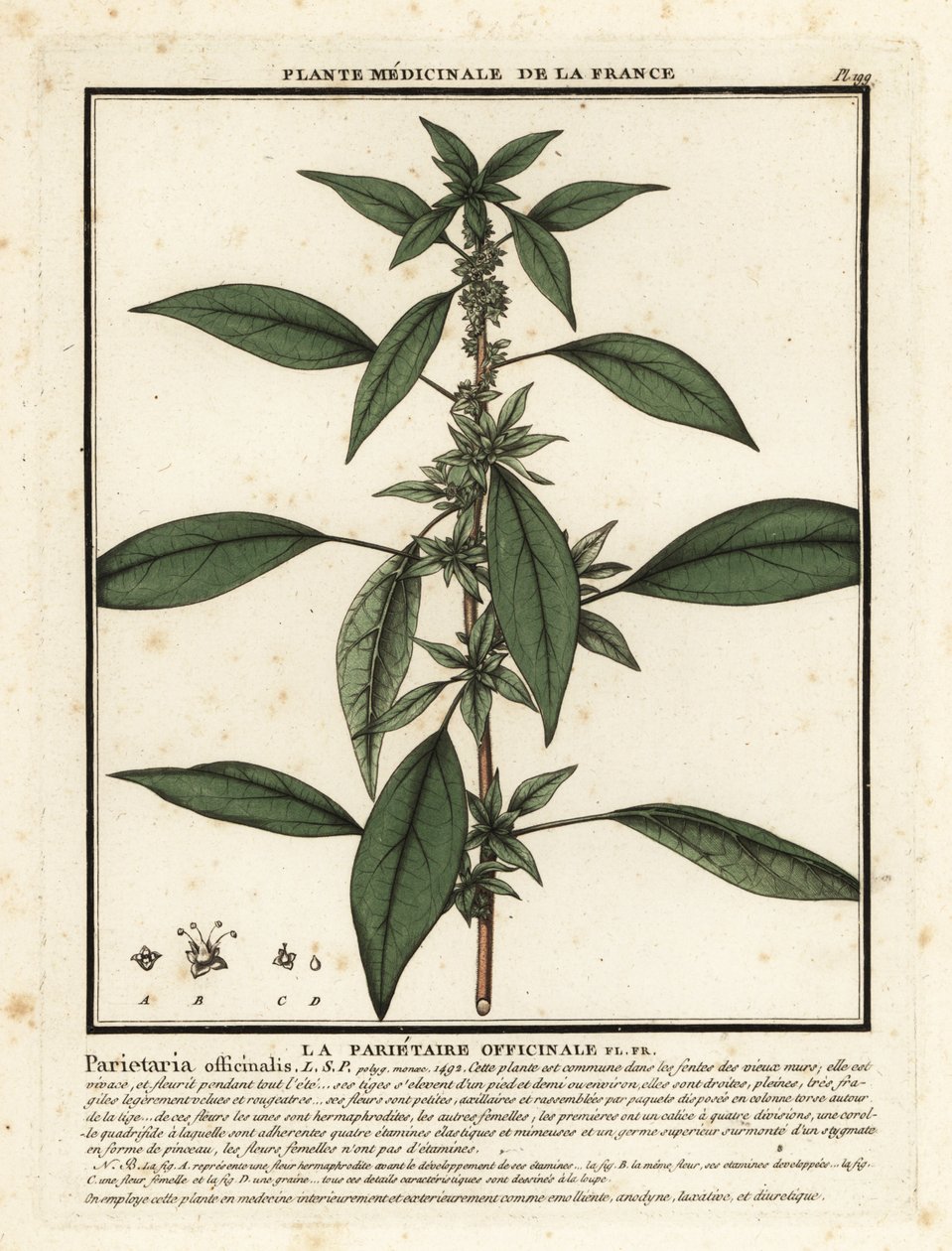 Östra pellitory-of-the-wall, Parietaria officinalis. av Unbekannter Künstler
