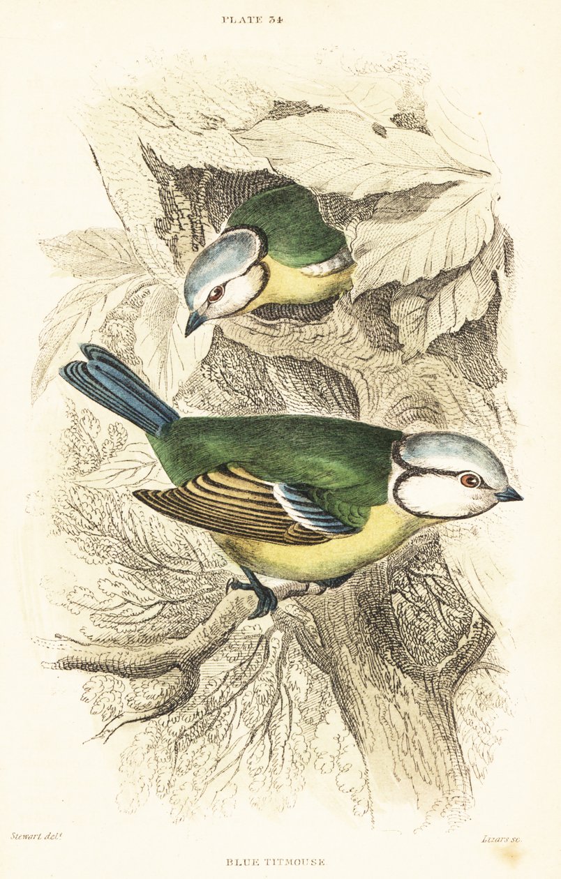 Blåmes, Cyanistes caeruleus.1889 (gravyr) av Unbekannter Künstler