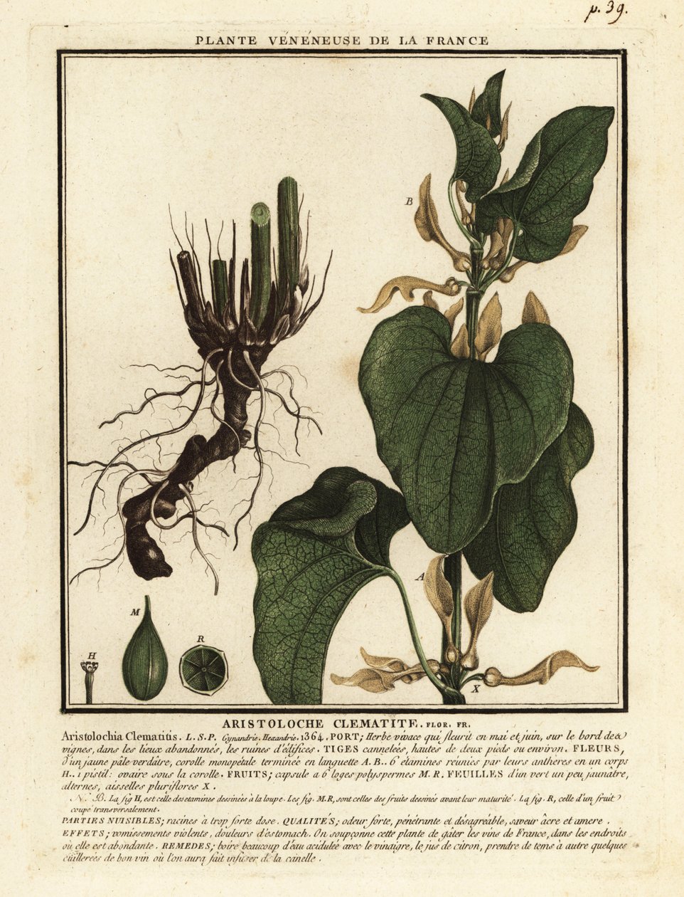 Europeisk födelseört, Aristolochia clematitis. av Unbekannter Künstler