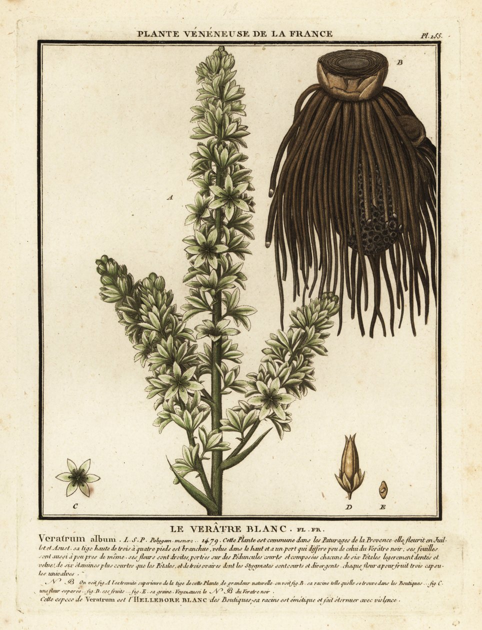 Europeisk vit hellebora, Veratrum album. av Unbekannter Künstler