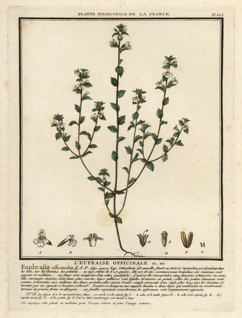 Ögontröst, Euphrasia rostkoviana. av Unbekannter Künstler