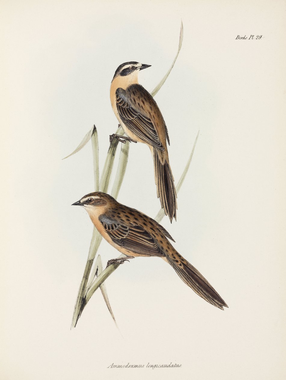 Finkar, c 1832-1836 av Unbekannter Künstler