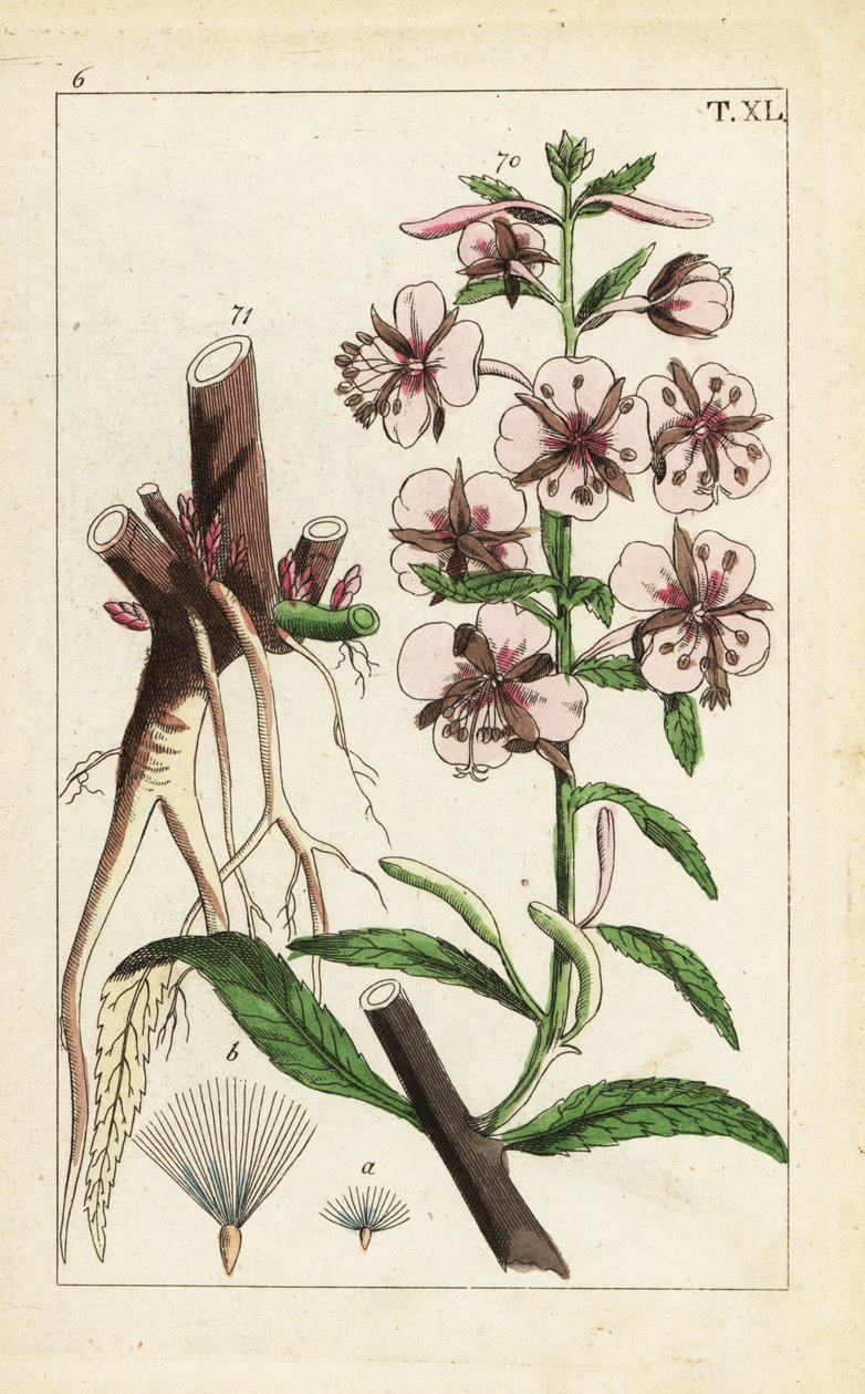 Eldgräs, Epilobium angustifolium. av Unbekannter Künstler