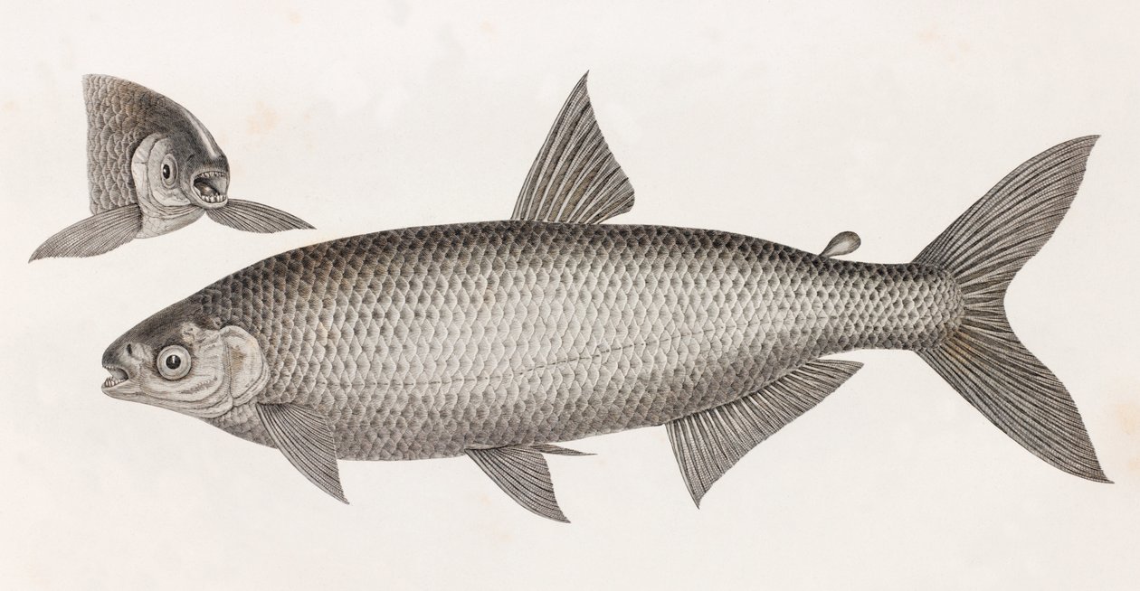 Fisk: Le Characin av Unbekannt