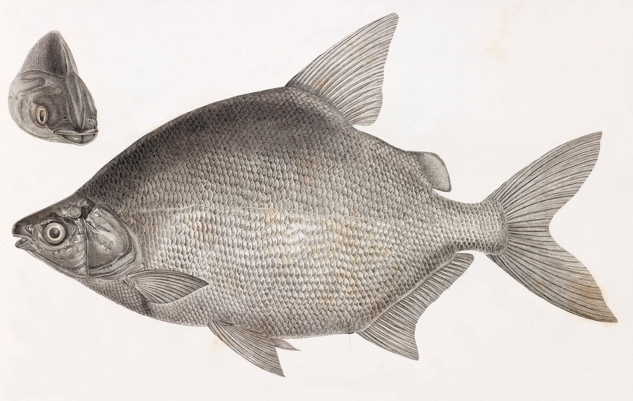 Fisk: Le Serrasalme Citharine av Unbekannt