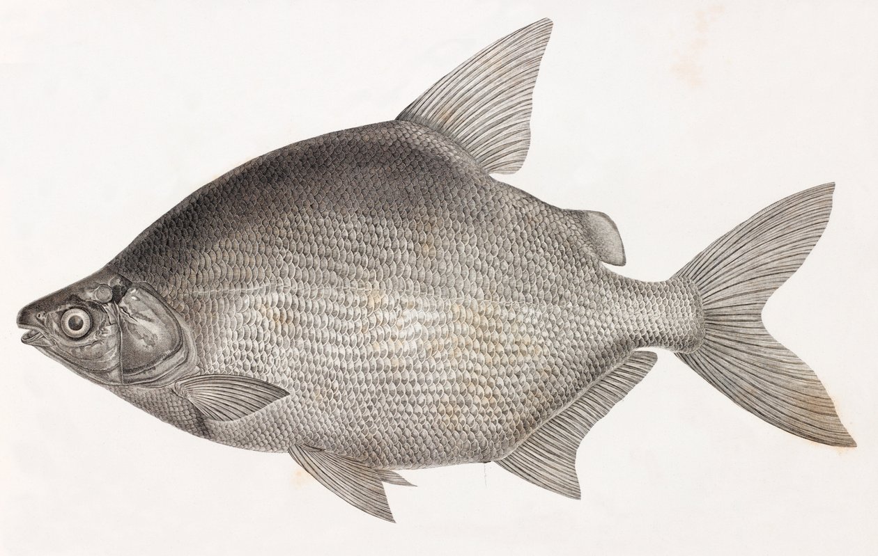 Fisk: Le Serrasalme Citharine av Unbekannt