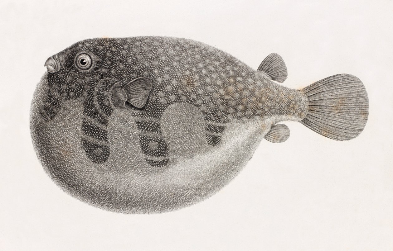 Fisk: Tetrodon, närbild av Unbekannt