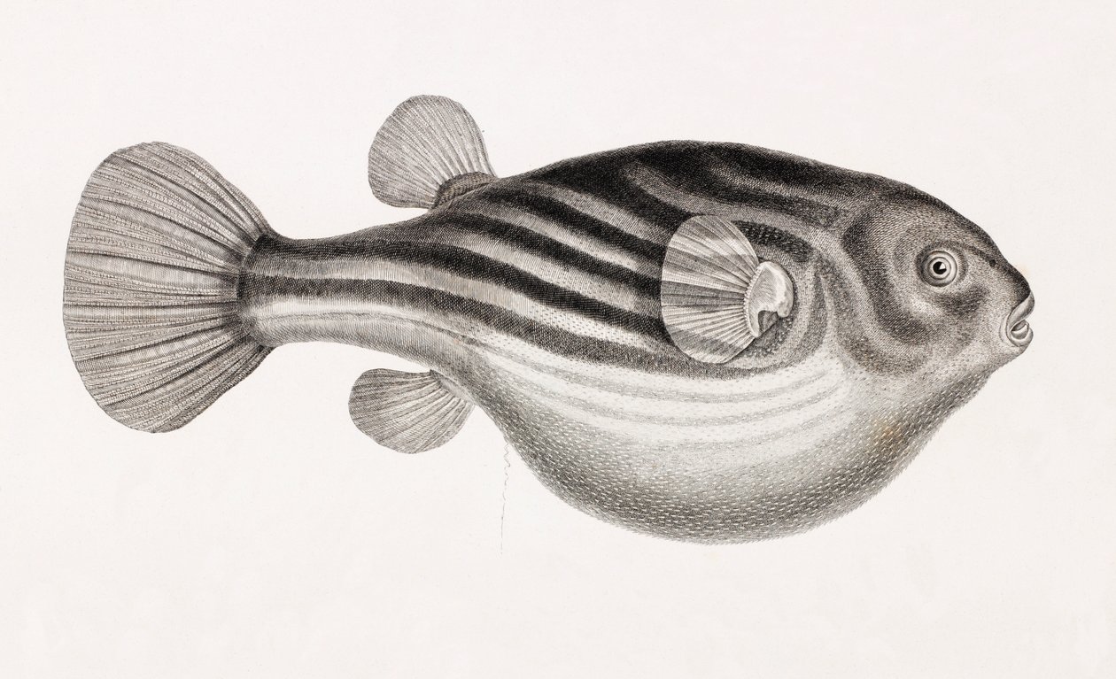 Fisk: Tetrodon, närbild av Unbekannt