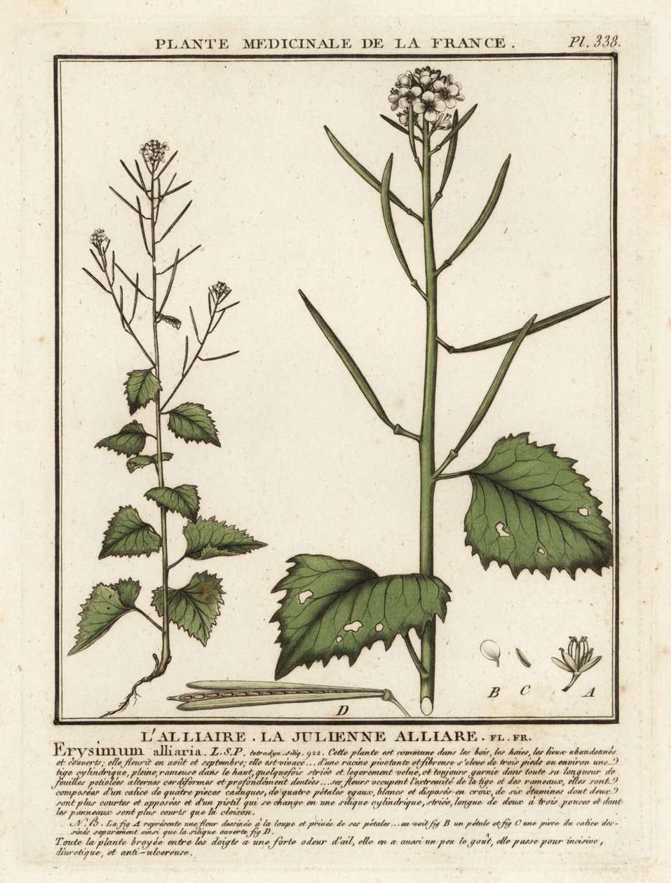 Vitlökssenap, Alliaria petiolata. av Unbekannter Künstler