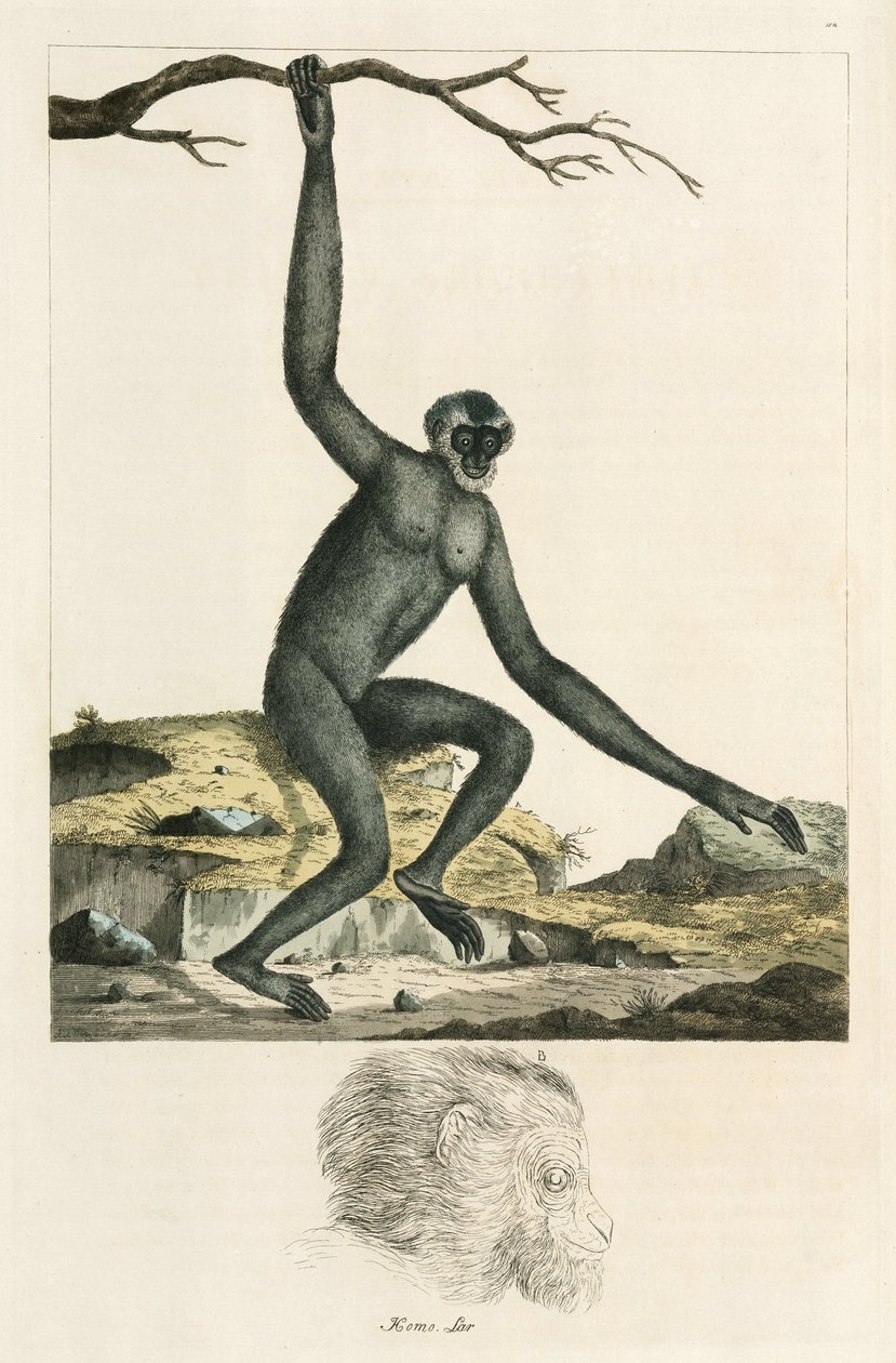 Gibbon av Unbekannter Künstler