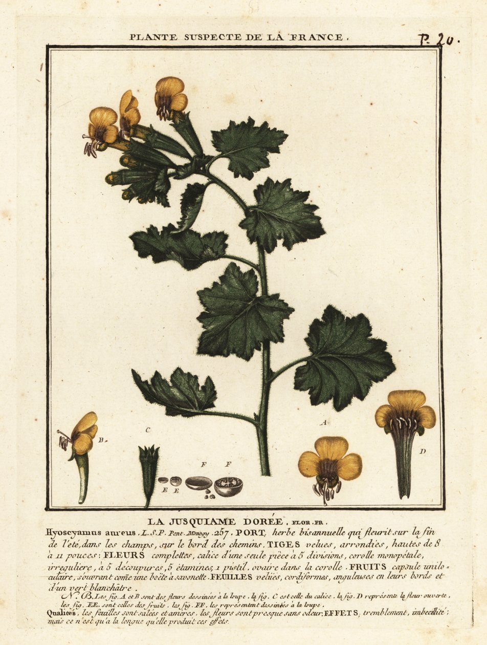 Gyllene höna, Hyoscymus aureus. av Unbekannter Künstler
