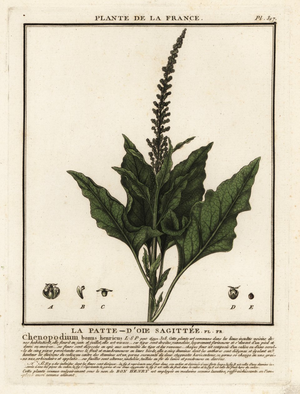 God-kung-Henry, Chenopodium bonus-henricus. av Unbekannter Künstler