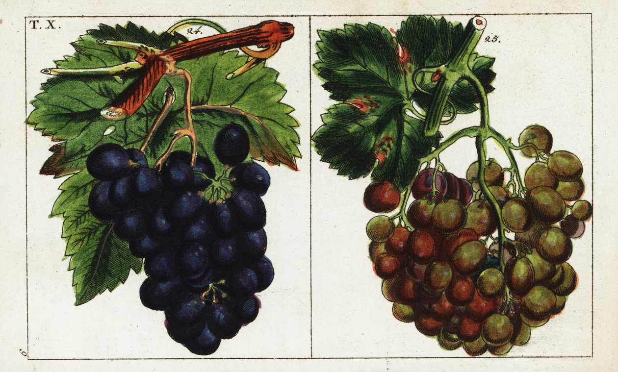 Druvsorter, Vitis vinifera. av Unbekannter Künstler