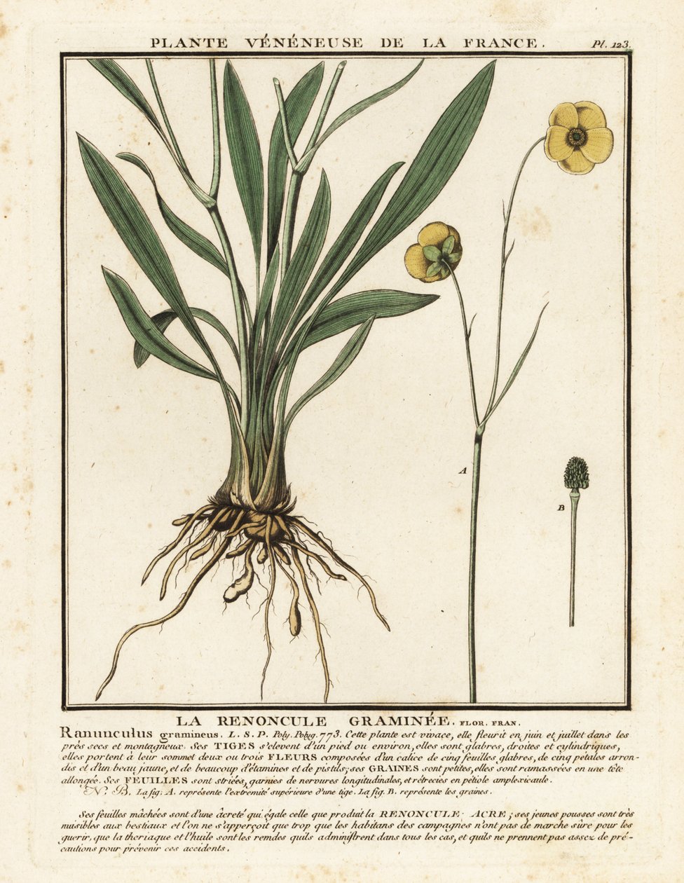 Gräsbladig smörblomma, Ranunculus gramineus. av Unbekannter Künstler