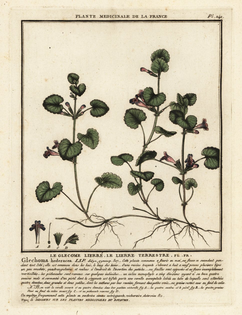 Markmurgröna, Glechoma hederacea. av Unbekannter Künstler